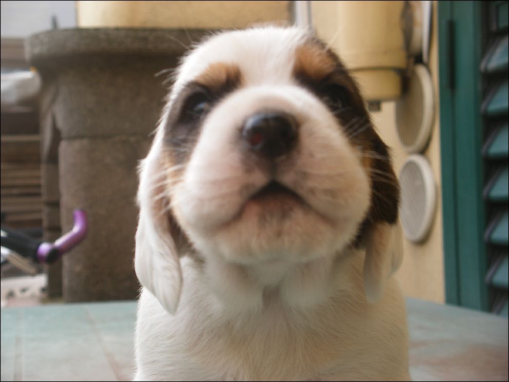 cuccioli amelie-40